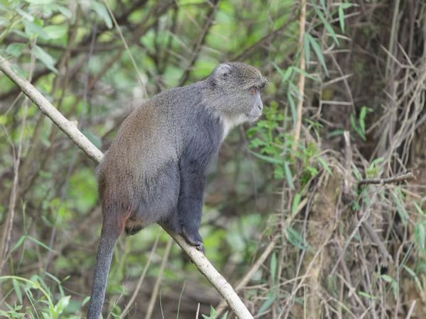 <h3><a href="/trips/tanzania/biota/animalia/chordata/mammalia/primates/cercopithecidae/cercopithecus mitis/cercopithecus mitis-nl.html">Cercopithecus&nbsp;mitis</a> / Blue&nbsp;monkey / Diadeemmeerkat</h3>OM-1 Mark II met OLYMPUS M.150-400mm F4.5, 1/1250 sec  bij F4.5, ISO 10000, afstand 11.1&nbsp;m